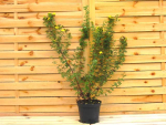 Potentilla "Goldfinger" - (Fingerstrauch Goldfinger),               Topf 3 Liter                 40-60 cm