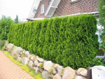 Thuja occidentalis 'Smaragd' - (Lebensbaum 'Smaragd'),