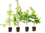 Carpinus betulus - (Weißbuche oder Hainbuche),               Topf 1,5 Liter                 60-90 cm