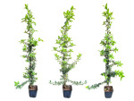 Pyracantha "Orange Chamer" - (Feuerdorn Orange Charmer),               Topf 1,5-2 Liter                80-100 cm