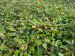 Cotoneaster dammeri radicans - (Teppichzwergmispel),               Topf 0,5 Liter                20-30 cm