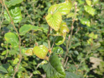 Fagus sylvatica - (Rotbuche),